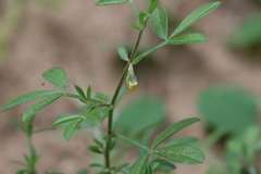 Rothia indica